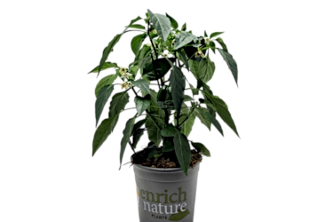 17cm Capsicum Midi Yellow VT.jpeg